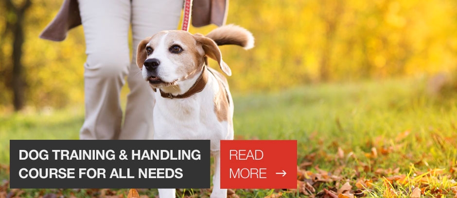 Dog training and handling courses